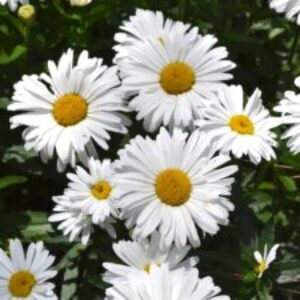 Profile photo of Sandra